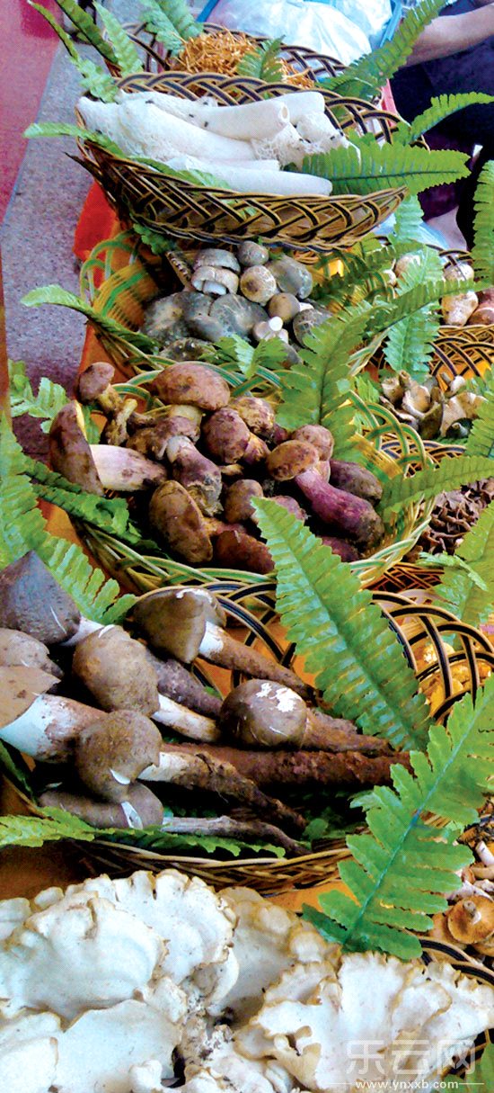 米兰·(milan)|海贼王漫画909话什么时候出更新 海贼王909话最新情报(图2)